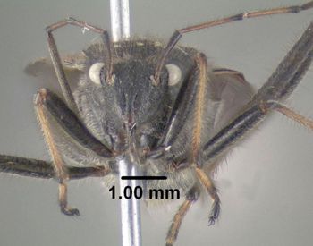 Media type: image;   Entomology 619227 Aspect: head frontal view
